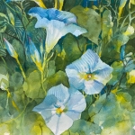 Beukenkamp_Annelein_Blue_Blush
