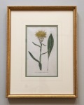 Dandelion_antique_print