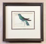 Hummingbird-antique-print-july2017