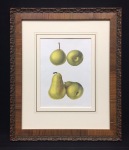 Pears-Print