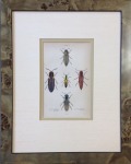 beatles antique print