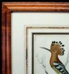 bird antique framed print
