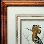 bird antique framed print