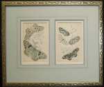 butterfly-prints