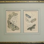 butterfly-prints