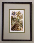chromolithograph_Auslandische_Zirpen