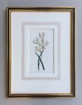 crocus-antique-print-2017