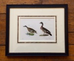 ducks_antique_print