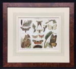 moths-antique-print