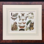 moths-antique-print