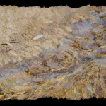 Shullenberger-Dianne-Feather-in-the-Sand