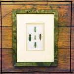 antique-print-beetles