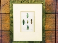 antique-print-beetles