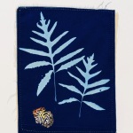 Sensitive Fern (6)