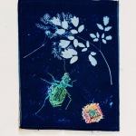 Tiger Beetle and Thalictrum (13)