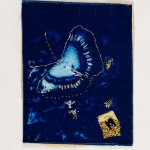 White Admiral (1)