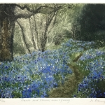 Jo-Barry-Plants-flowers-ever-sprung