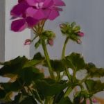 Kate-Longmaid-Pink-Geranium