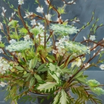 Kate-Longmaid-Woodland_Spring