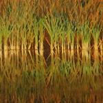 Kevin-Fahey-Reeds-at-Shelburne-Pond