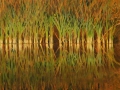 Kevin-Fahey-Reeds-at-Shelburne-Pond