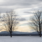 Cassell_Arms_Lisa_Gilded_Landscape_Three_Trees_in_Winter
