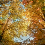 Cassell_Arms_Lisa_Leaves_of_-Gold-5