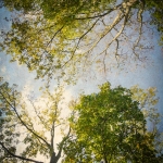 Cassell_Arms_Lisa_Leaves_of_Gold-2