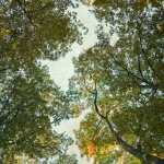 Cassell_Arms_Lisa_Leaves_of_Gold_1