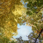 Cassell_Arms_Lisa_Leaves_of_Gold_3