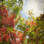 Cassell_Arms_Lisa_Leaves_of_Gold_4