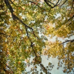 Cassell_Arms_Lisa_Leaves_of_Gold_6