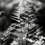 Cassell_Arms_Lisa_Twin_Fern