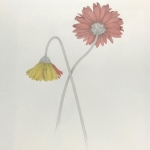 Adams_Miriam_Gerbera_Daisies