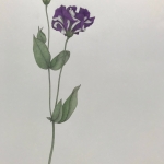 Adams_Miriam_Lisianthus