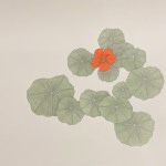 Adams_Miriam_Nasturtiums