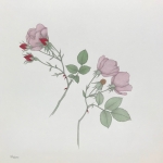 Adams_Miriam_Tea_Roses