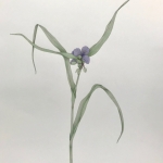 Adams_Miriam_Tradescantia