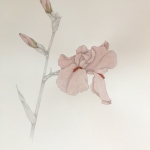 Miriam-Adams-Pink-Iris-with-Buds