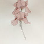 Miriam-Adams-Pink-Iris