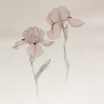 Miriam-Adams-Two-Pink-Irises
