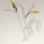 Miriam-Adams-Two-Yellow-Tulips