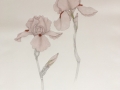 Miriam-Adams-Two-Pink-Irises
