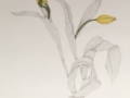 Miriam-Adams-Two-Yellow-Tulips